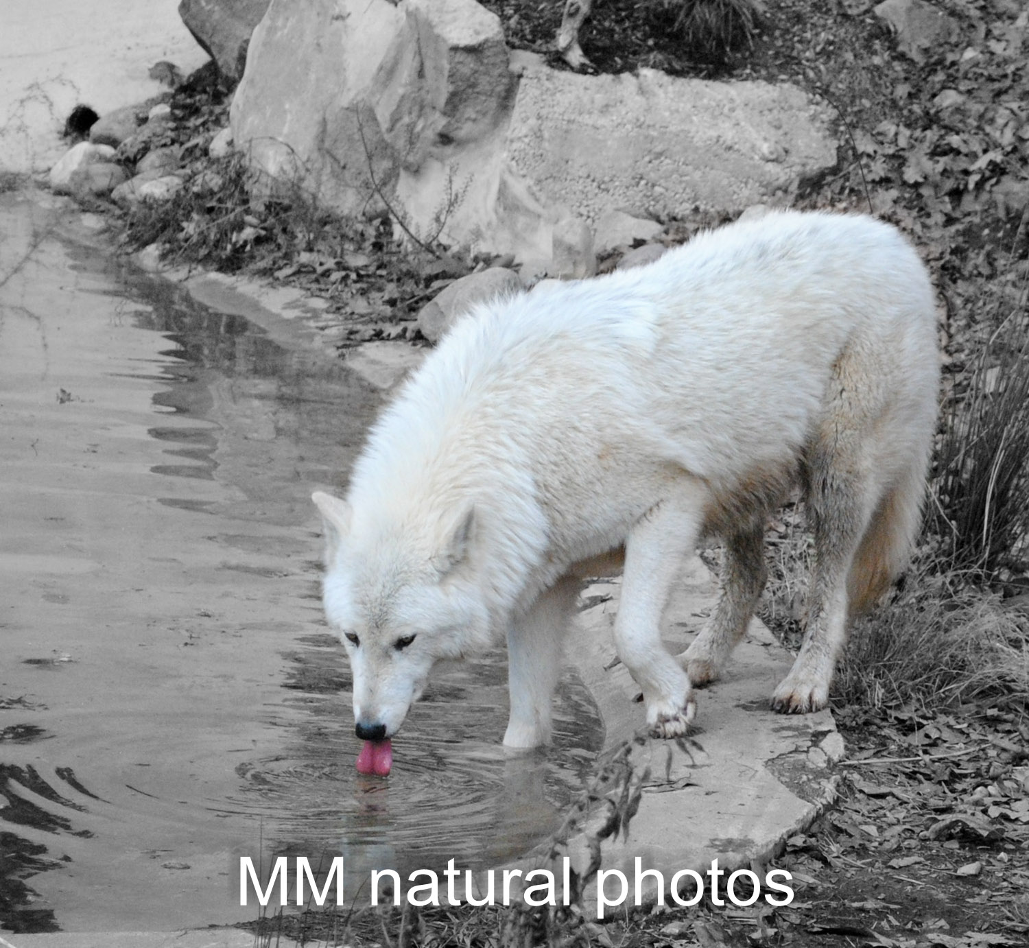 Smithsonian's National Zoo