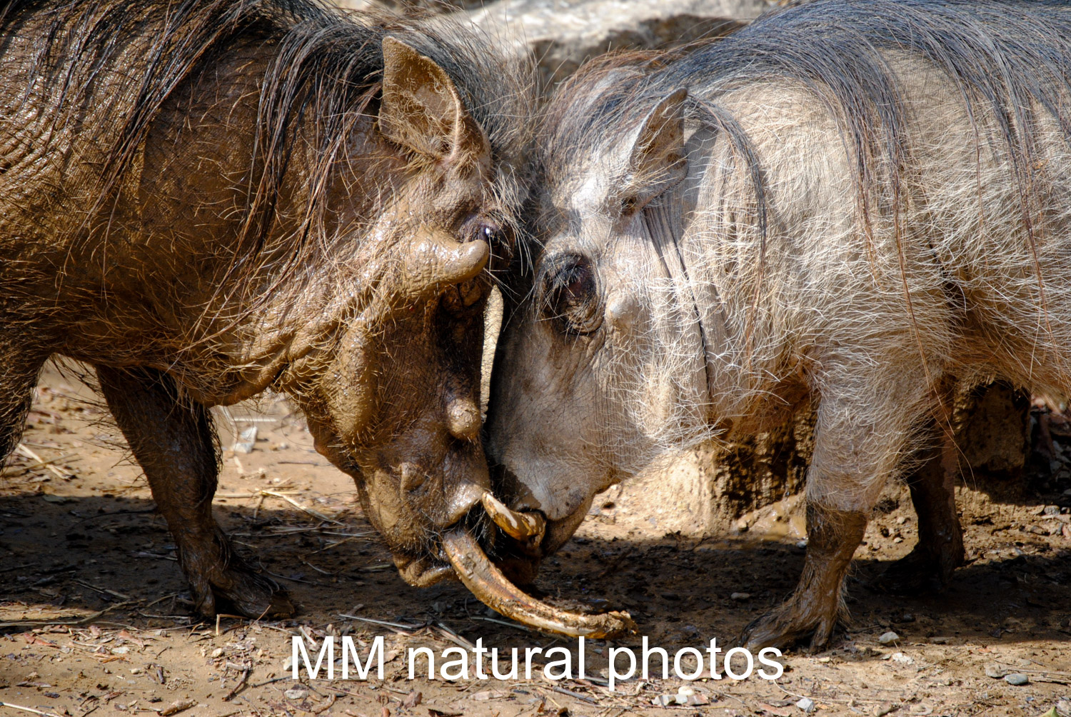 Warthogs playing in Louisville, KY Zoo