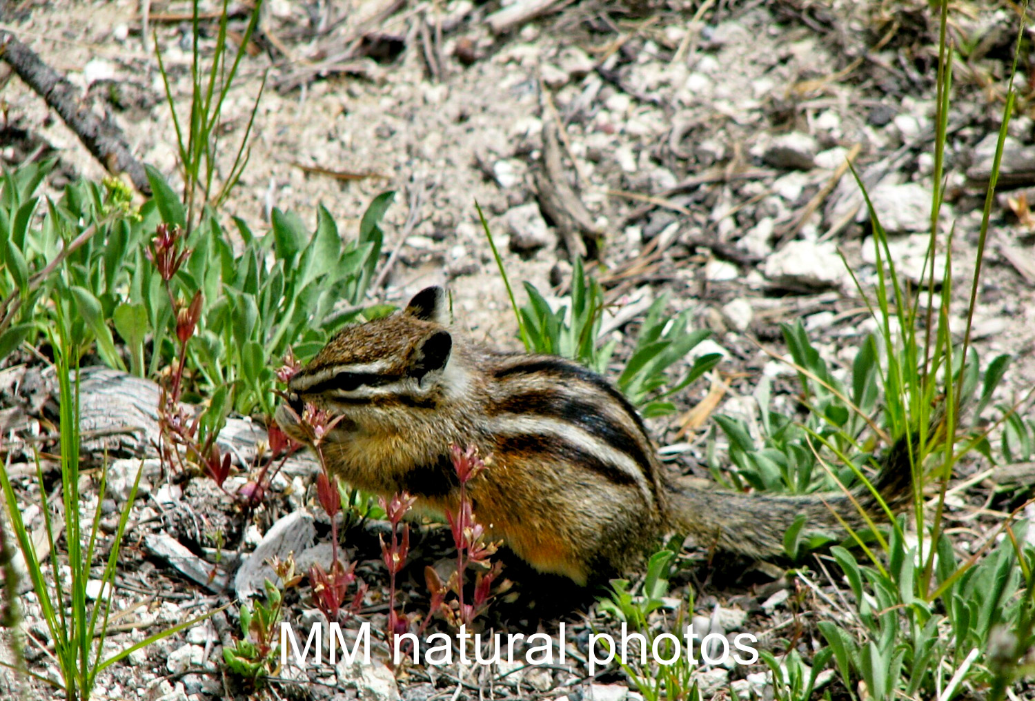 Chipmunk eating