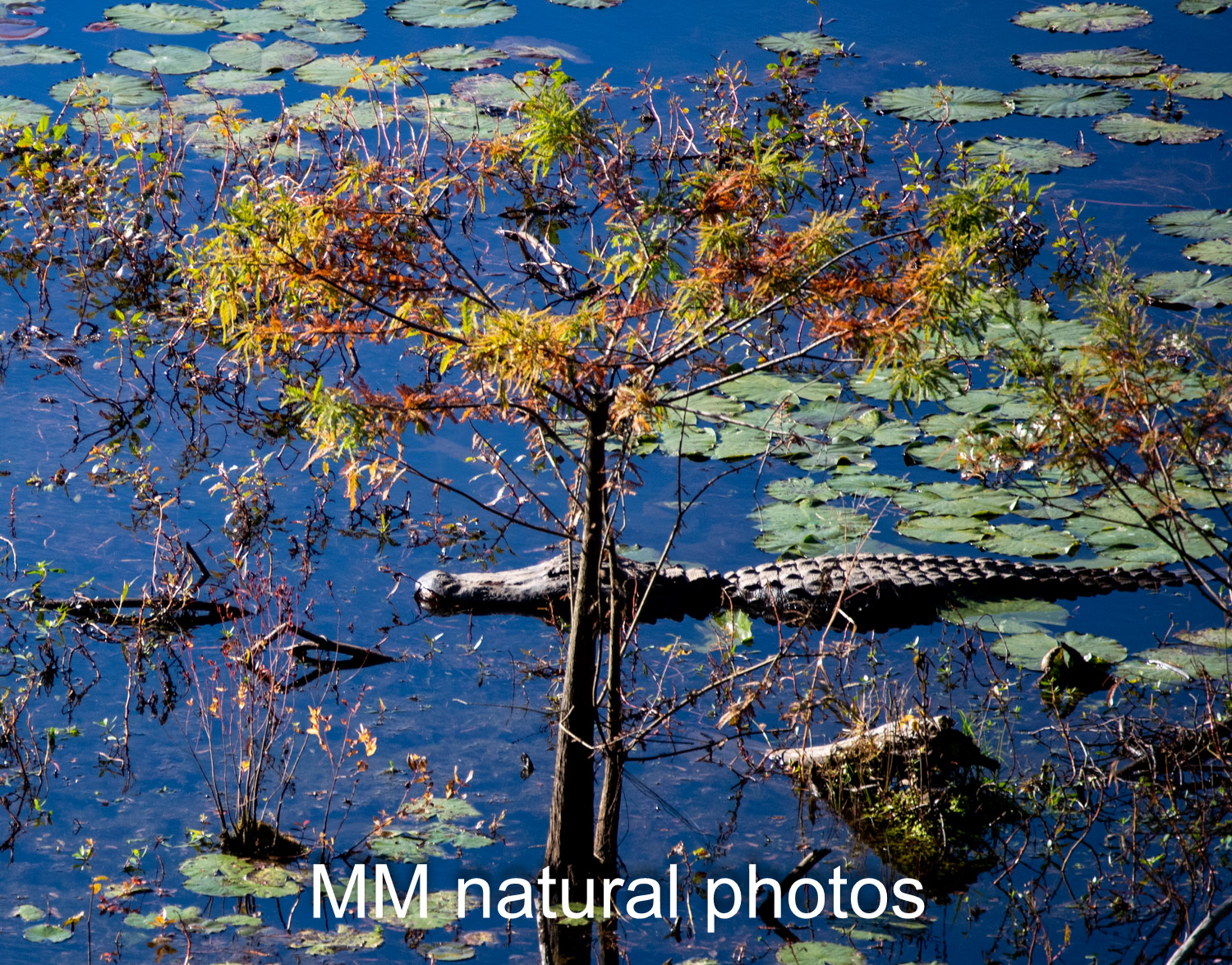 Alligator in Noxubee National Wildlife refuge