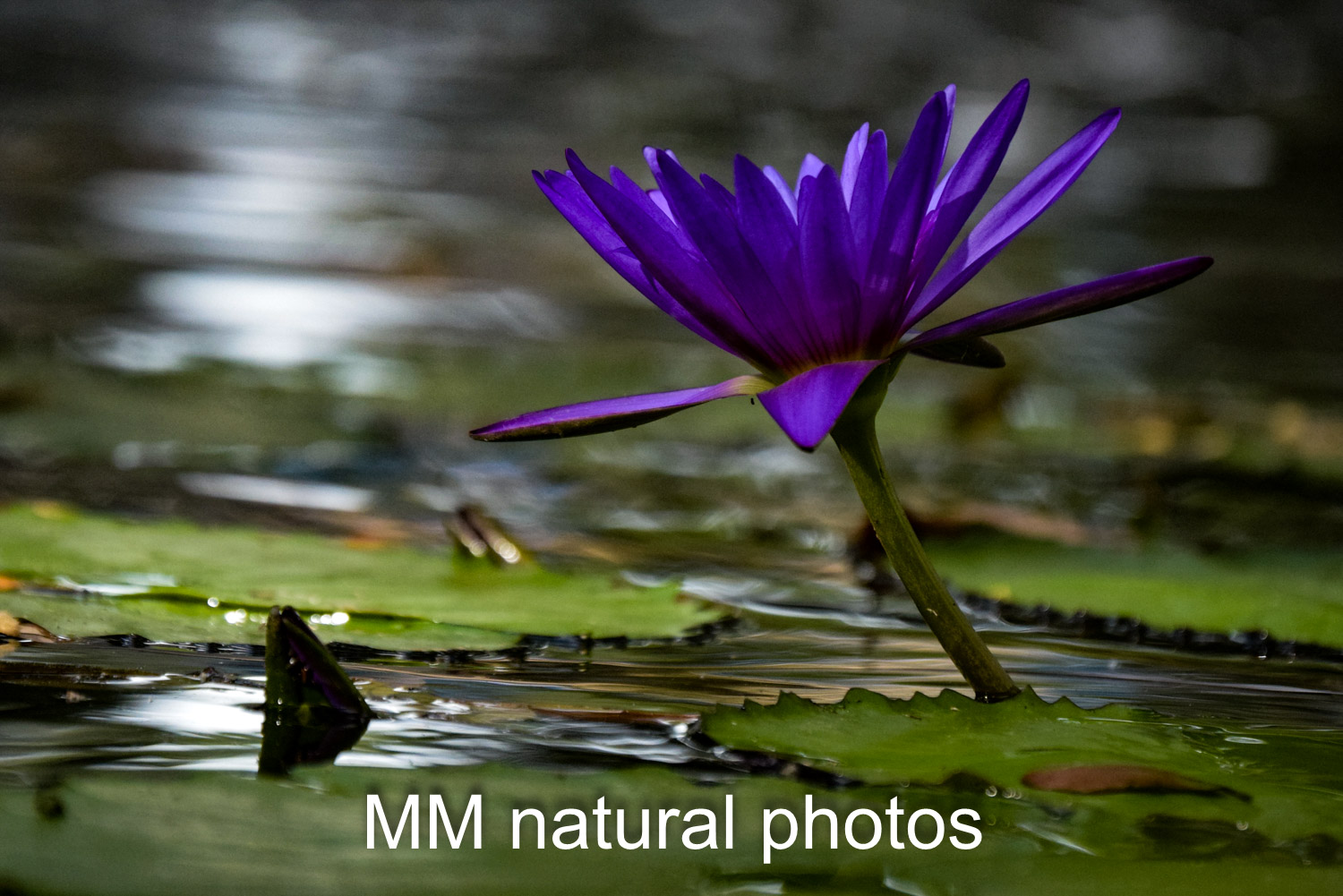 Purple water lily. 