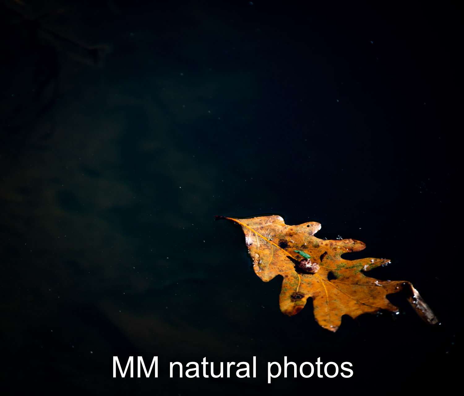 Orange floating leaf